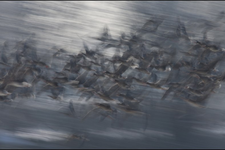 Flying Geese